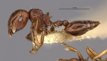 Media type: image;   Entomology 20806 Aspect: habitus lateral view